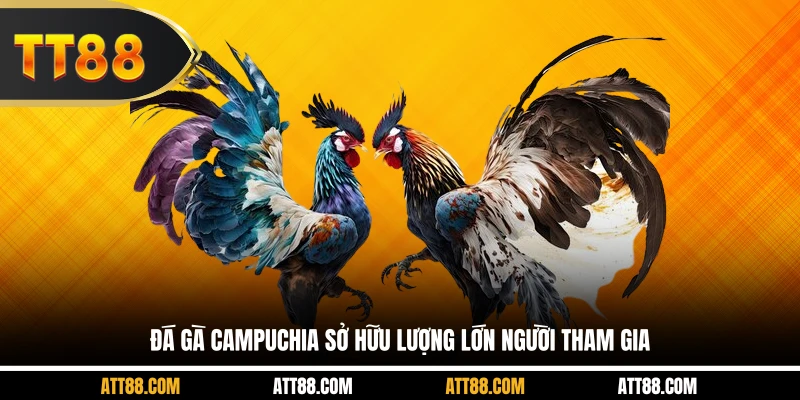 Đá gà Campuchia sở hữu lượng lớn người tham gia